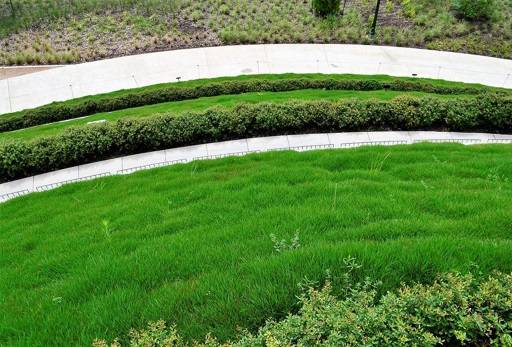 Lawn on bank